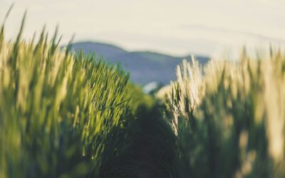 Mastering Depth of Field: A DSLR Camera Tip to Elevate Your Videography and Photography